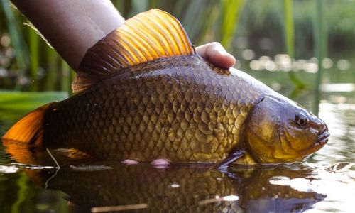 2023 - USCF - Pêche à la carpe